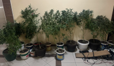 Претрес во Скопје, пронајдена дрога и насади со канабис, лишено од слобода едно лице