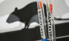 Во Шпанија потврден нов случај на хантавирус